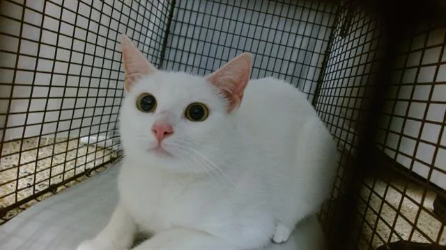A young small-sized female Domestic Short Hair cat named Alice for adoption in Miami, FL