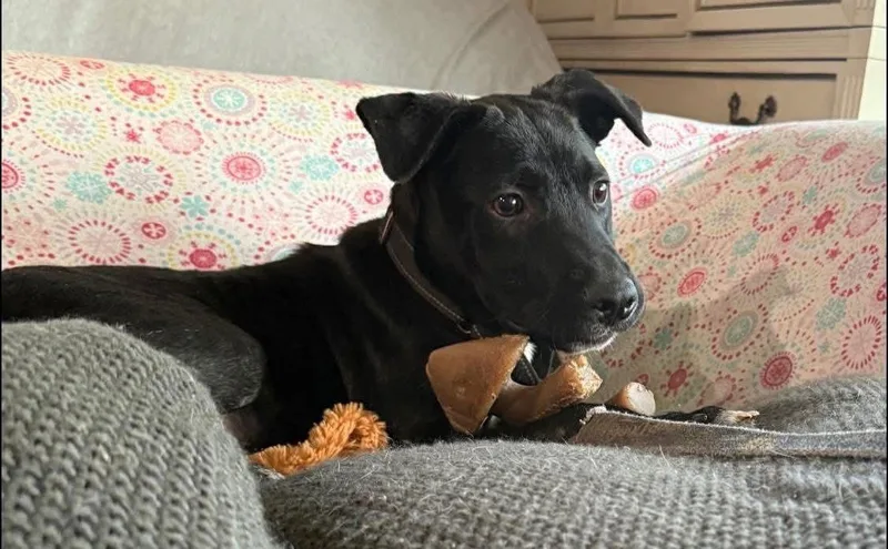 Henry Hawk thumbnail 2