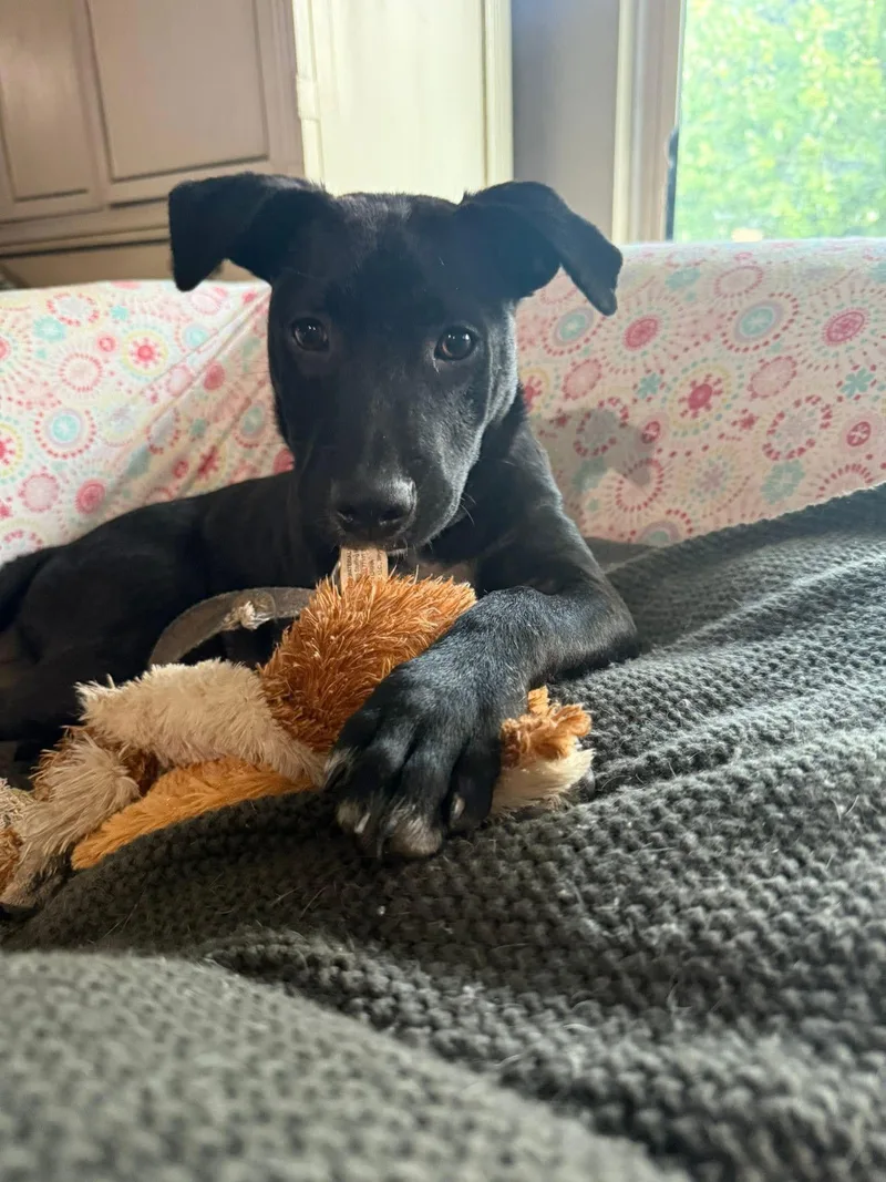 Henry Hawk thumbnail 3