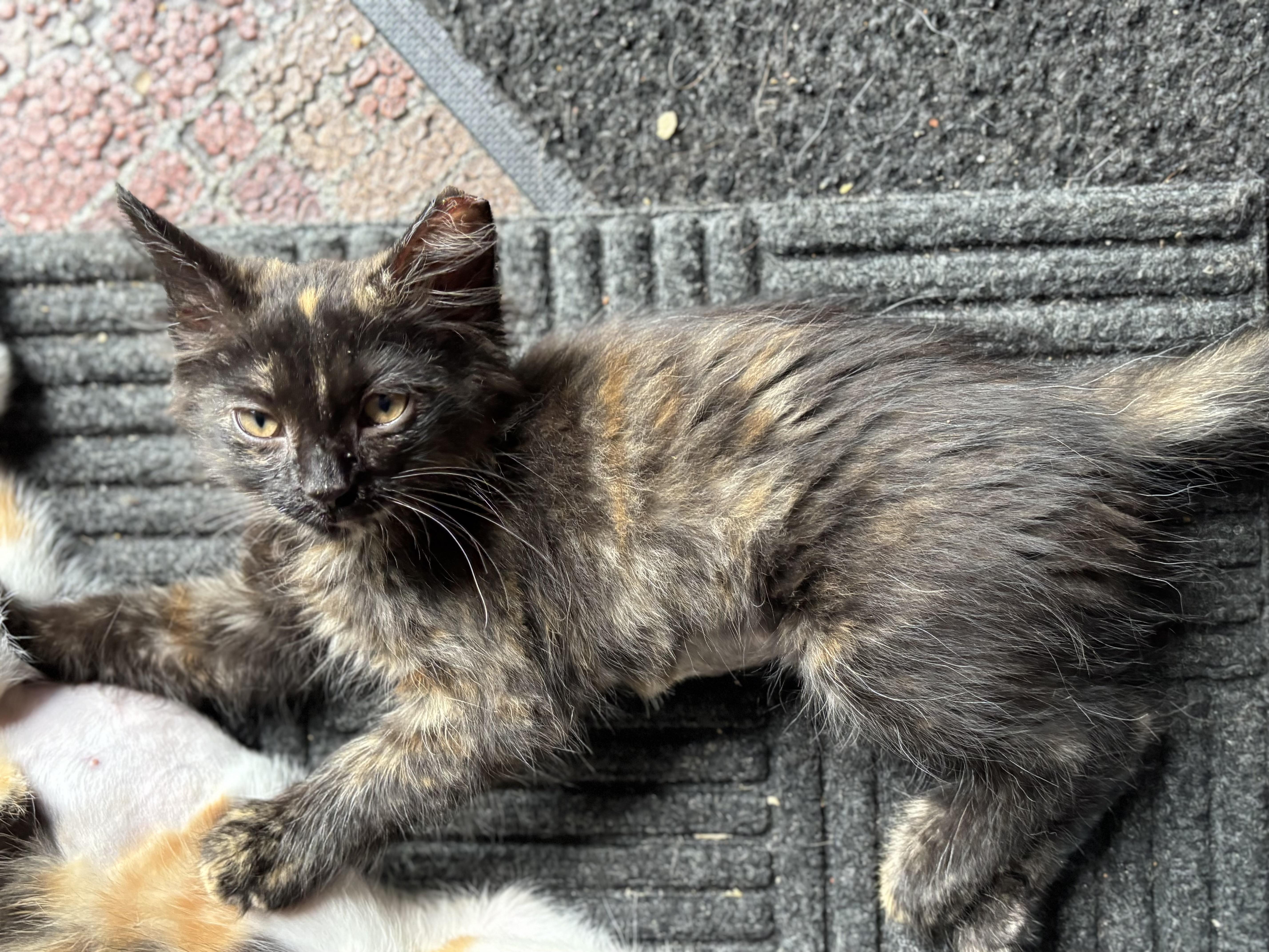 A baby medium-sized female Tortoiseshell cat named Rosie for adoption in Independence, OH