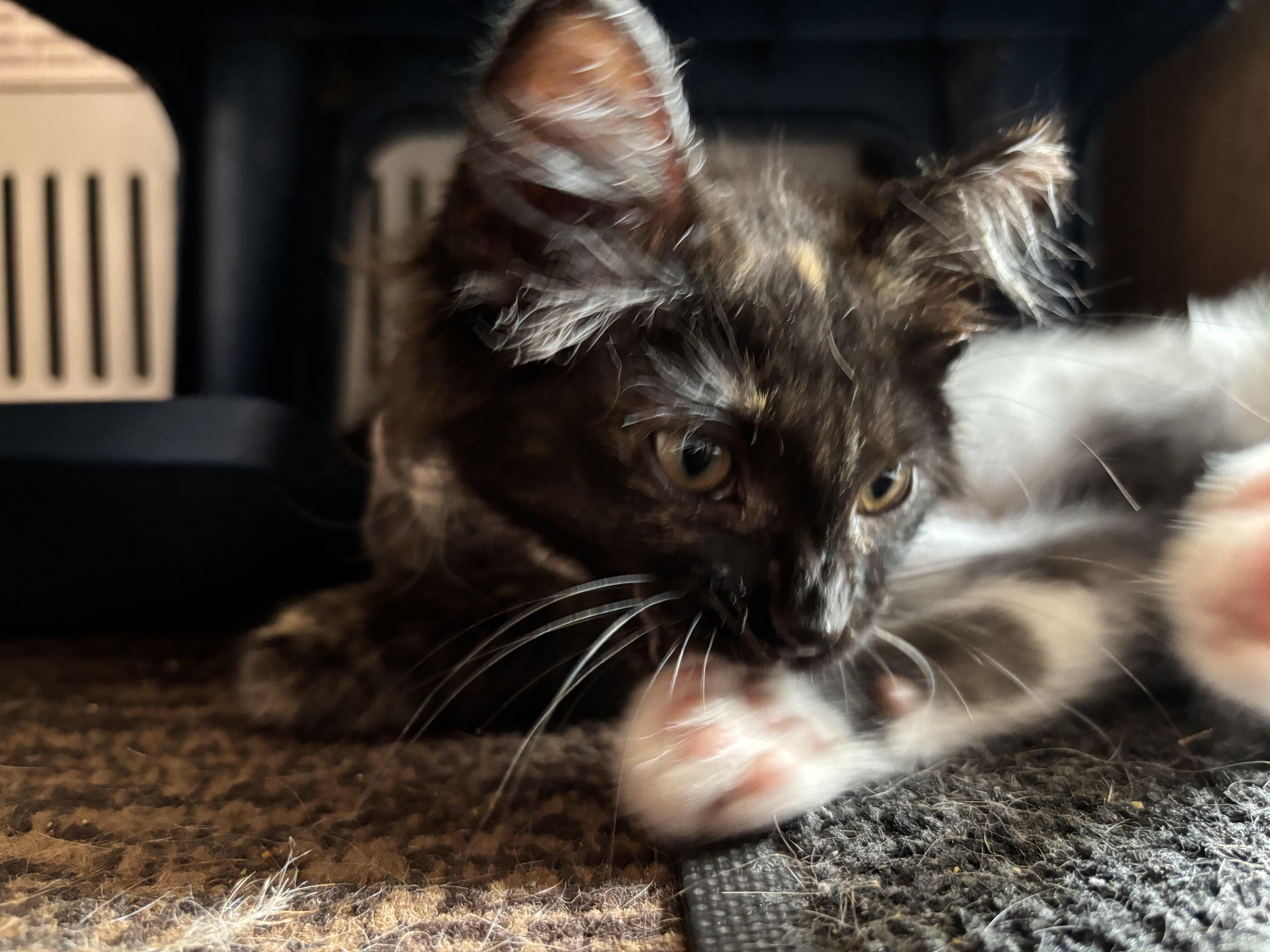 Rosie thumbnail 2