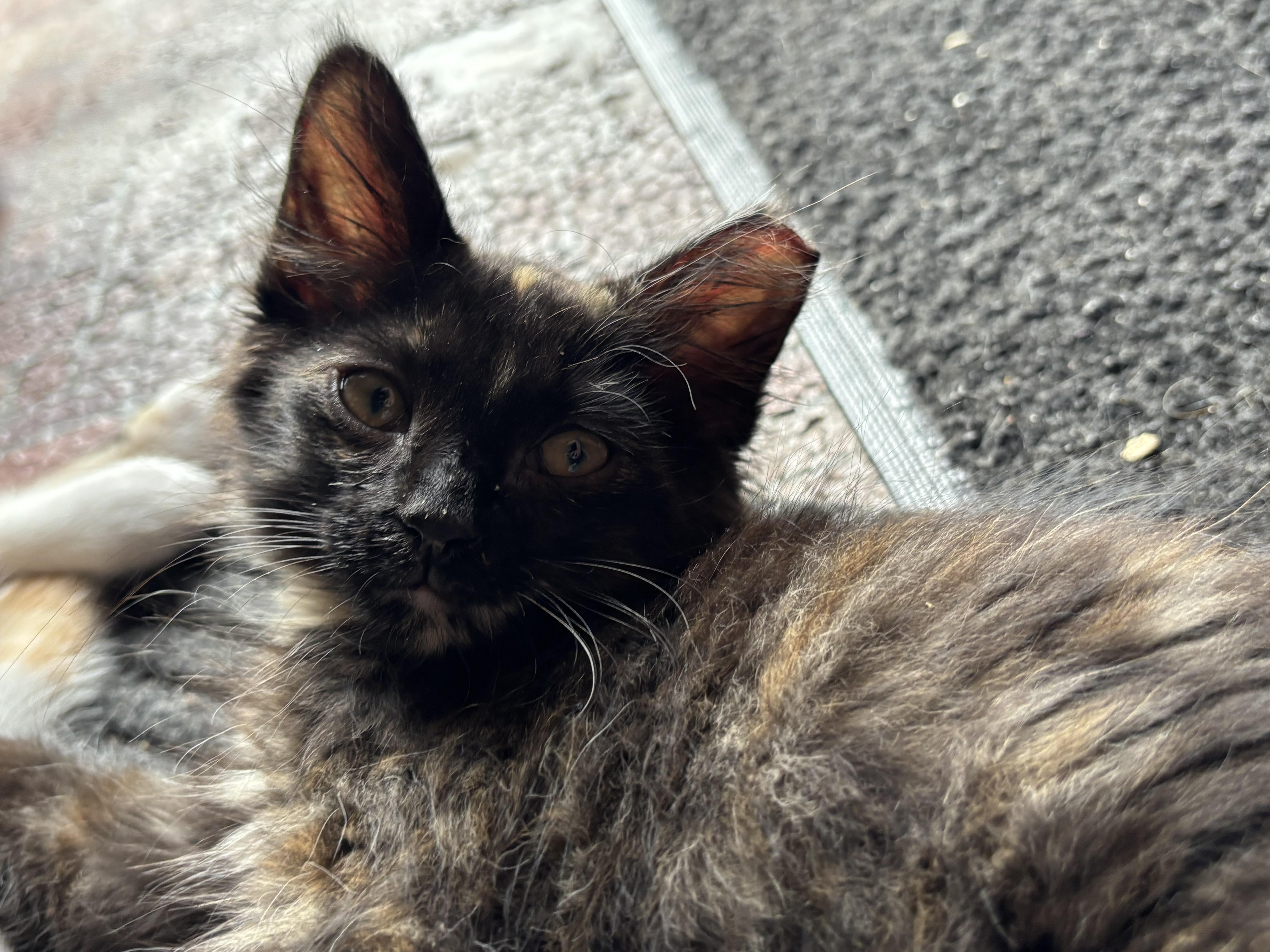 Rosie thumbnail 3