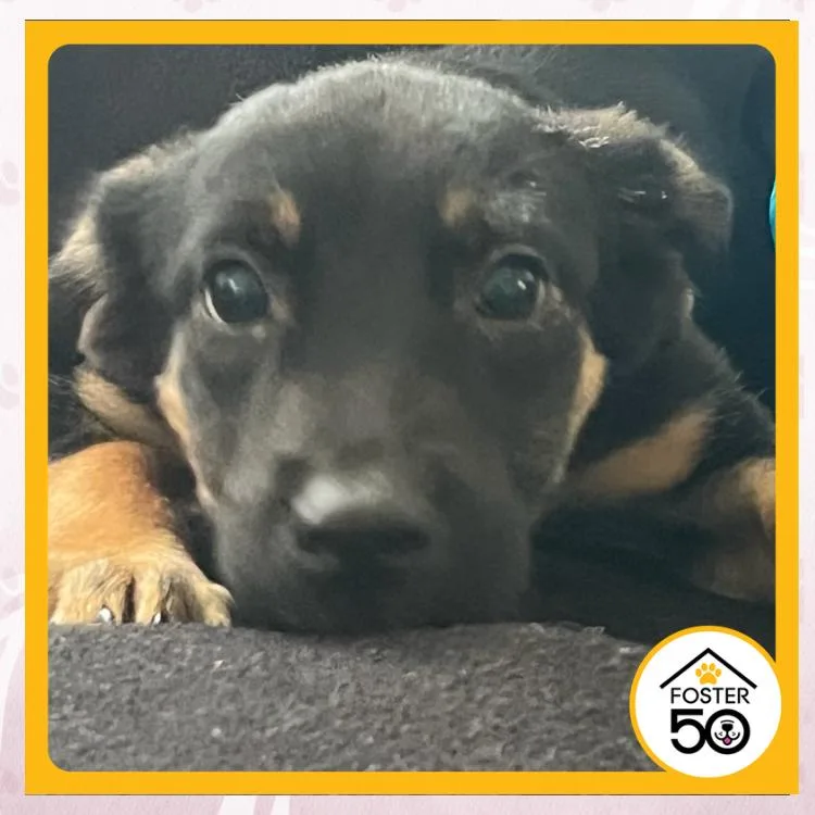 A baby small-sized male Bicolor Mixed Breed dog named Antonee Robinson for adoption in Toms River, NJ