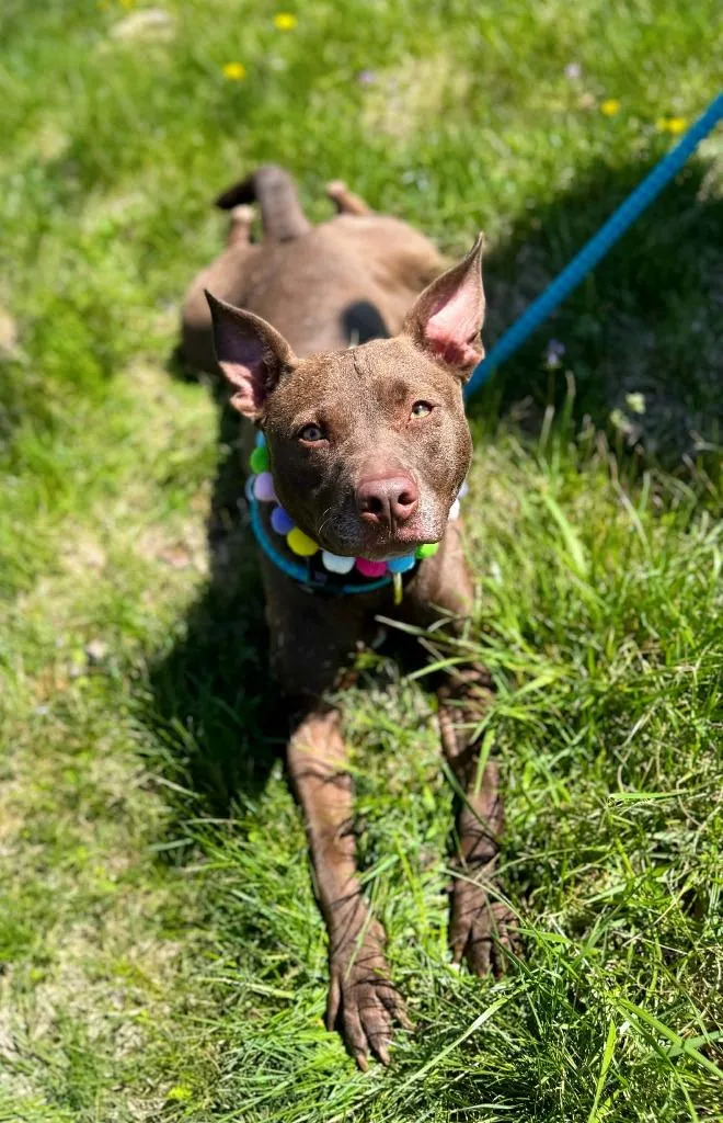 A young medium-sized female Pit Bull Terrier dog named Drew Furrymore for adoption in Effingham, IL