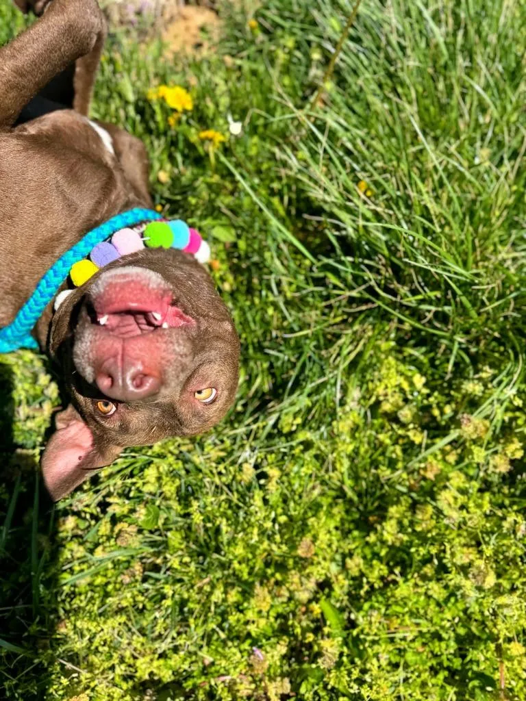 Drew Furrymore thumbnail 4