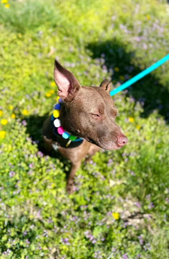 Drew Furrymore thumbnail 5