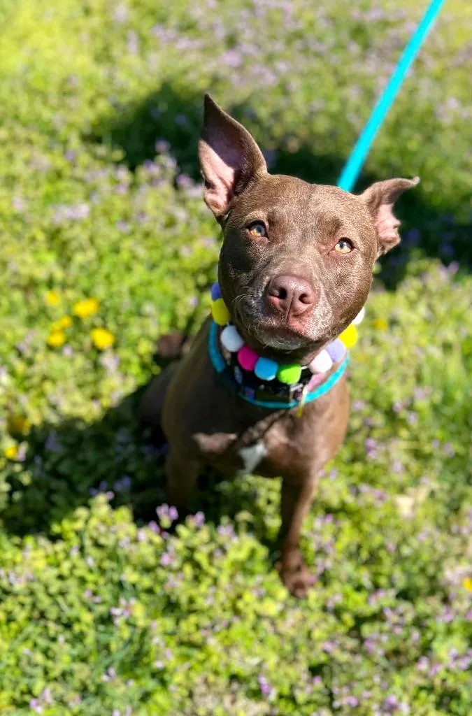 Drew Furrymore thumbnail 6