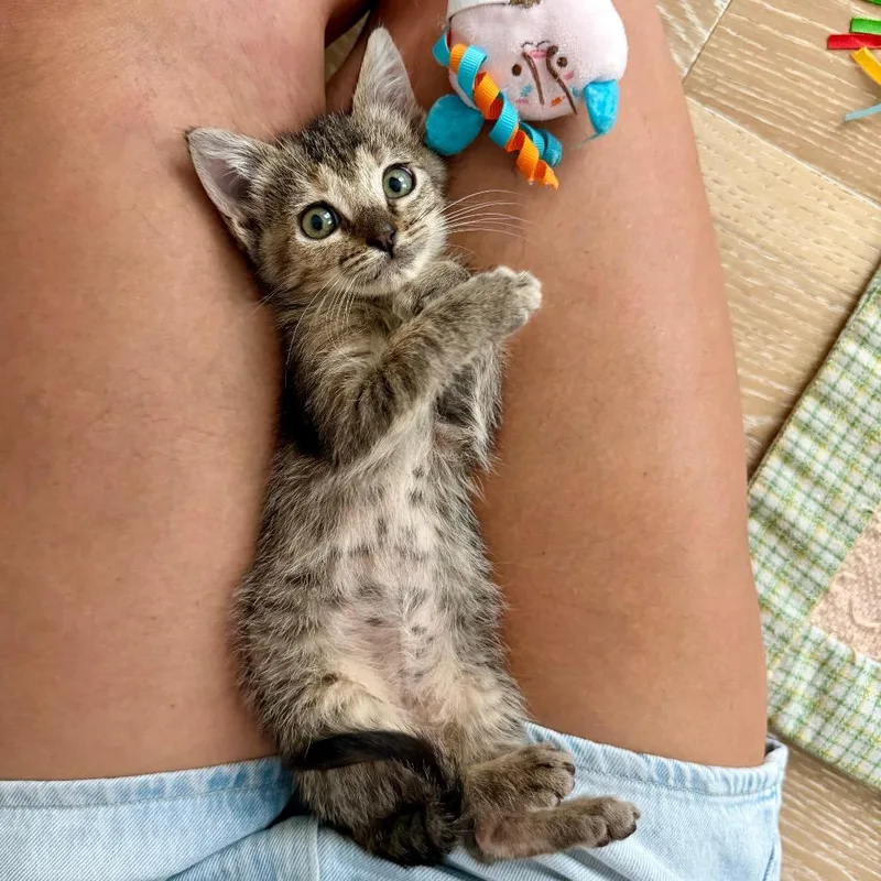 A baby small-sized female Brown / Chocolate Domestic Short Hair cat named Fairywren for adoption in Austin, TX