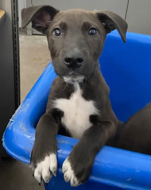 A baby large-sized female Mixed Breed dog named Lilly for adoption in Dallas, TX