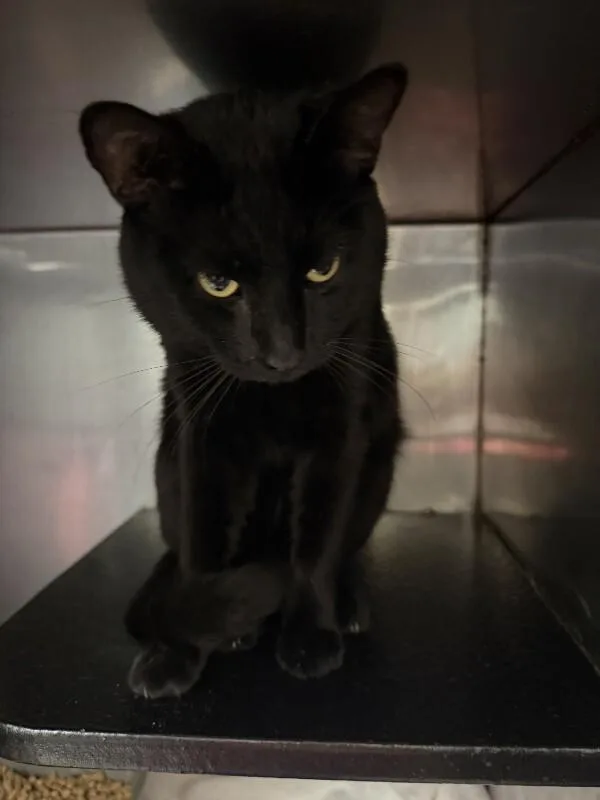 An adult medium-sized male Black Domestic Short Hair cat named Darth for adoption in Burgaw, NC