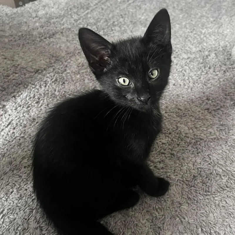 A baby small-sized male Black Domestic Short Hair cat named Cassian for adoption in Houston, TX