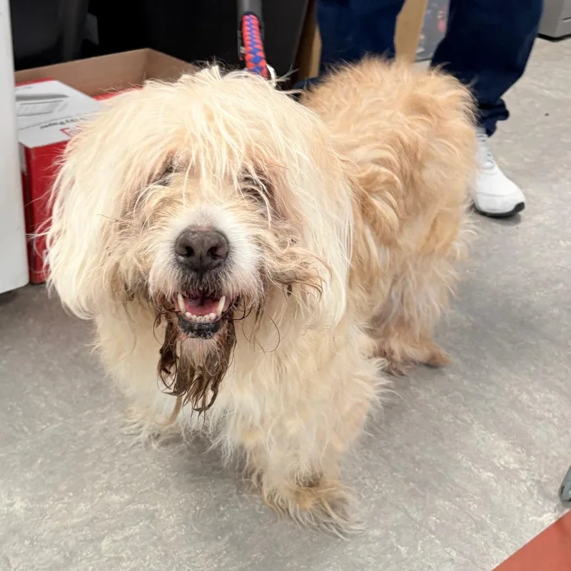 A senior medium-sized female Yellow / Tan / Blond / Fawn Mixed Breed dog named Muffin for adoption in Philadelphia, PA