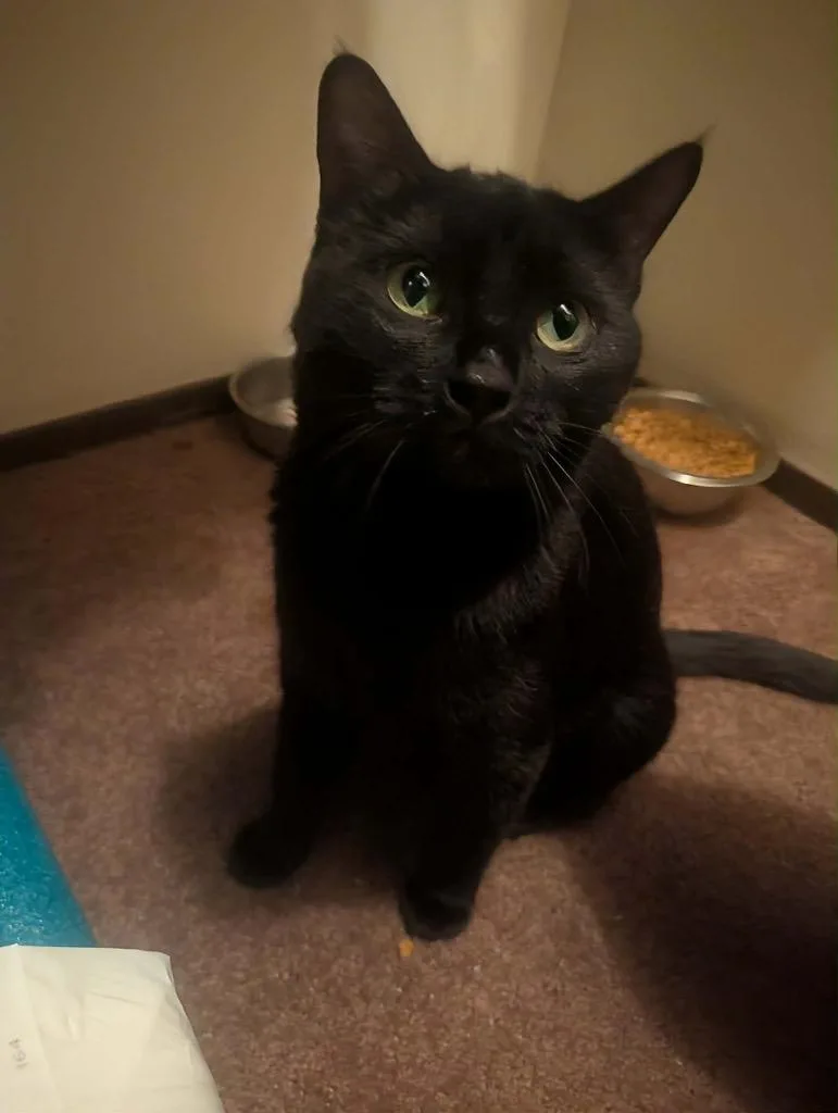 A young medium-sized female Domestic Short Hair cat named Notty for adoption in Grand Junction, CO
