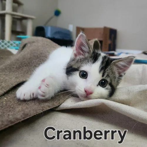 Cranberry