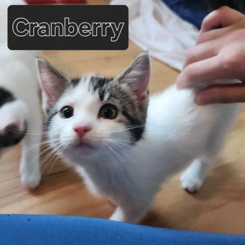 Cranberry thumbnail 2
