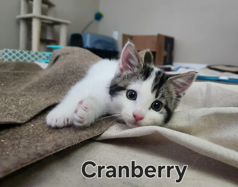 Cranberry thumbnail 4