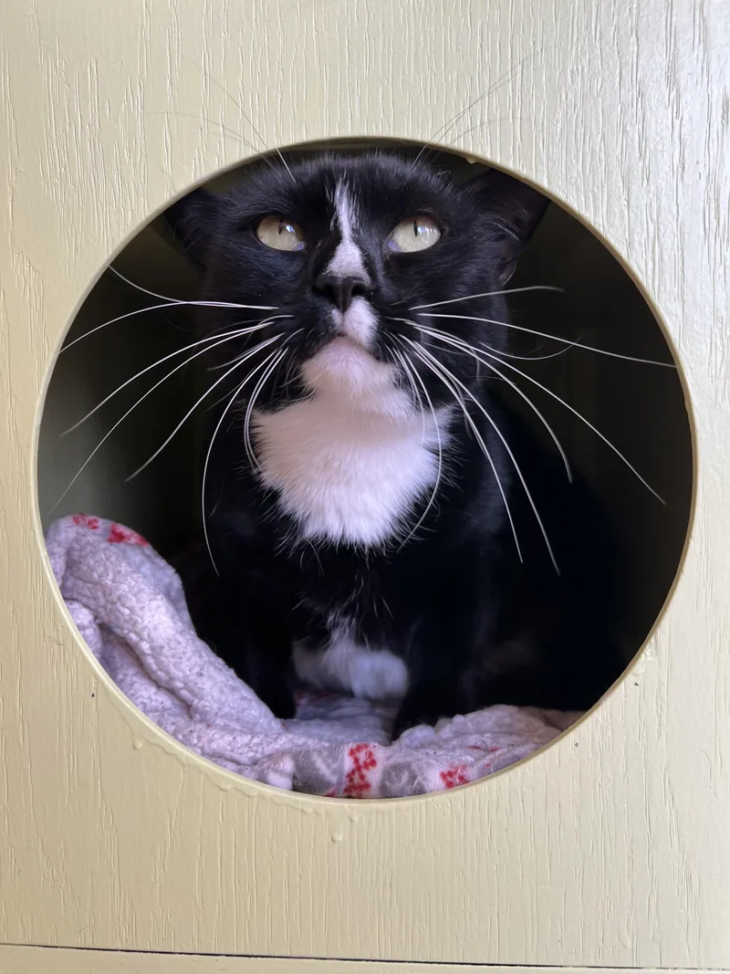 An adult large-sized male Black & White / Tuxedo Tuxedo cat named Aster for adoption in Bristol, RI