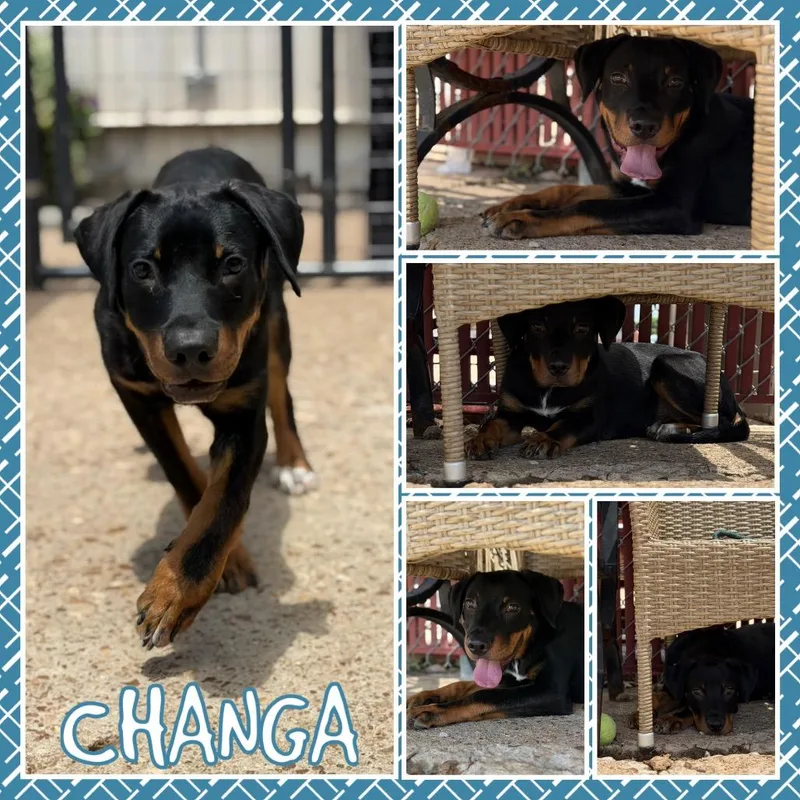 Changa