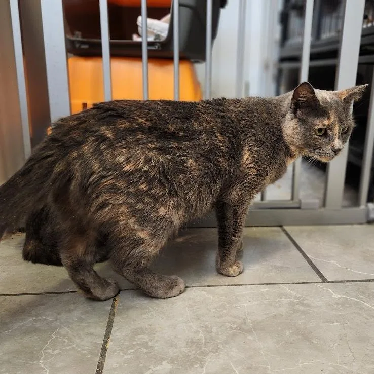 Marigold thumbnail 2