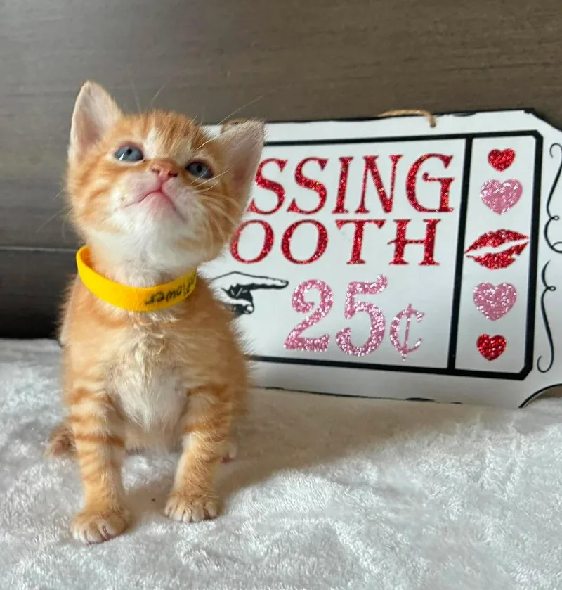 A baby small-sized female Tabby (Orange / Red) Tabby cat named Sunflower for adoption in TULSA, OK