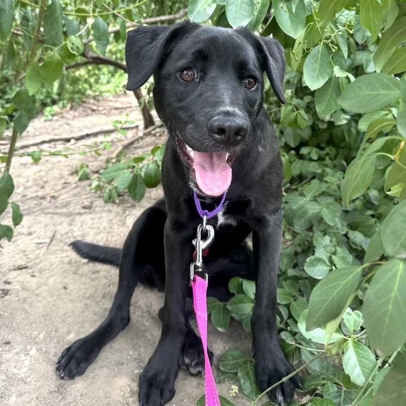 A young medium-sized female Labrador Retriever dog named Liberty for adoption in Brooklyn, NY