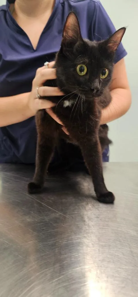 A young small-sized female Domestic Short Hair cat named Riley for adoption in Athens, TN