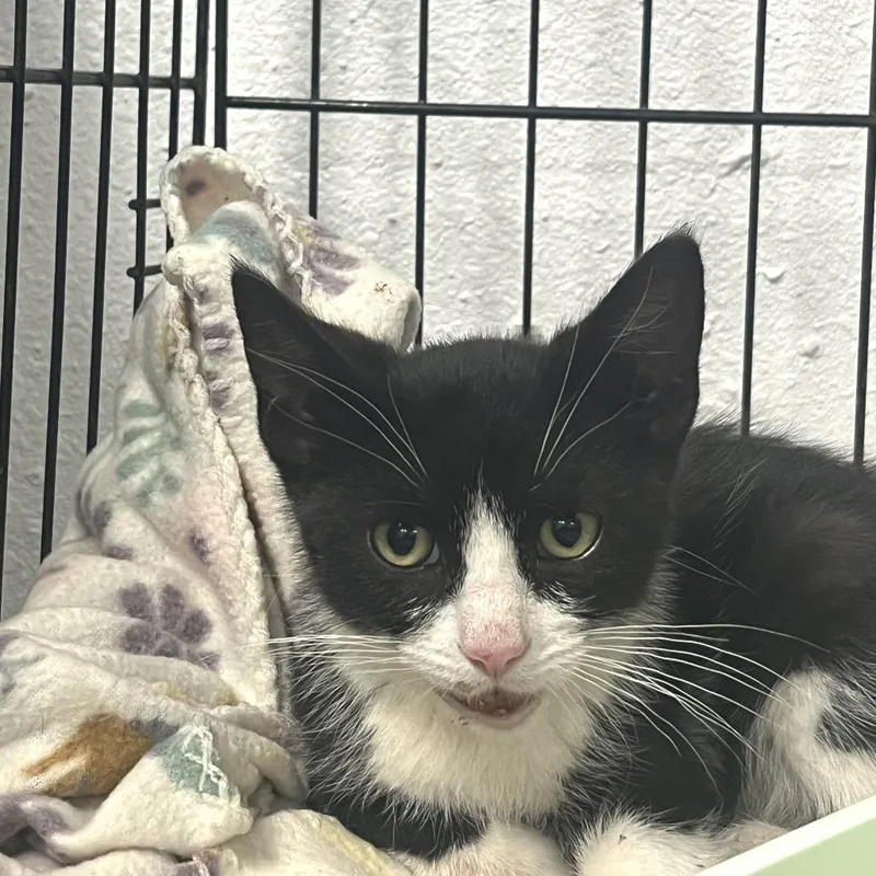 A baby small-sized male Black Domestic Short Hair cat named Tempo for adoption in Idaho Falls, ID