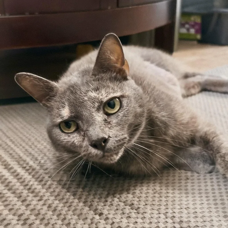 A young medium-sized female Dilute Tortoiseshell Domestic Short Hair cat named Seamstress for adoption in Richmond, VA