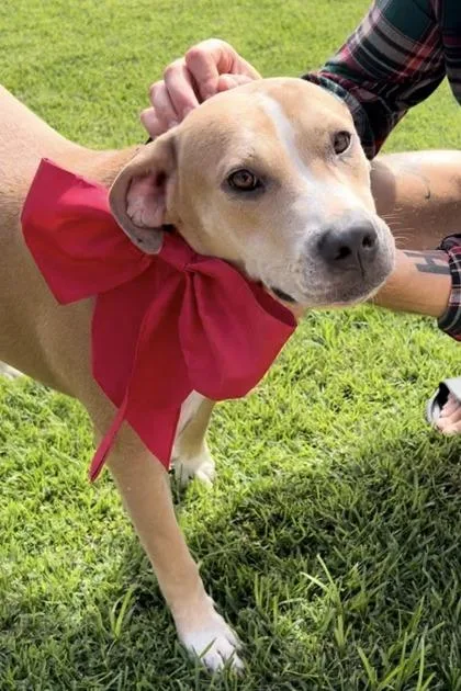An adult medium-sized female Mixed Breed dog named Daisy for adoption in Westbrook, ME