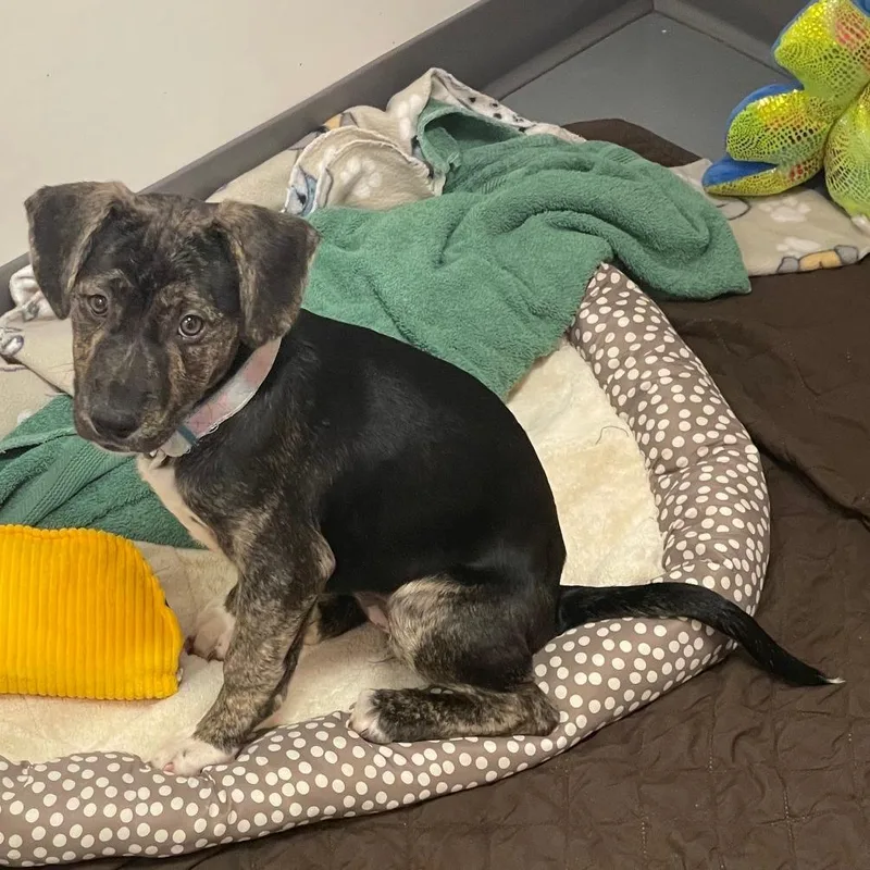 A baby medium-sized female Black Mixed Breed dog named Cinnamon Square for adoption in Austin, TX