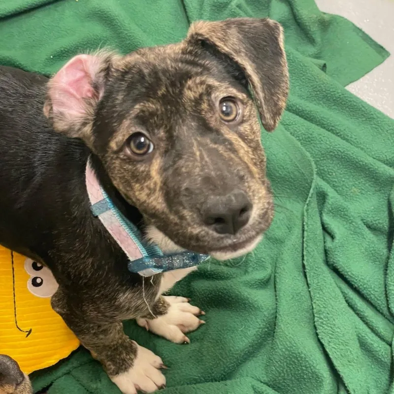 Cinnamon Square thumbnail 2