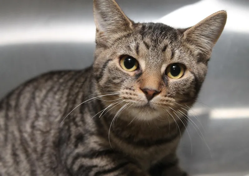 A young medium-sized female Tabby (Brown / Chocolate) Domestic Short Hair cat named Tiger for adoption in Wyandotte, MI