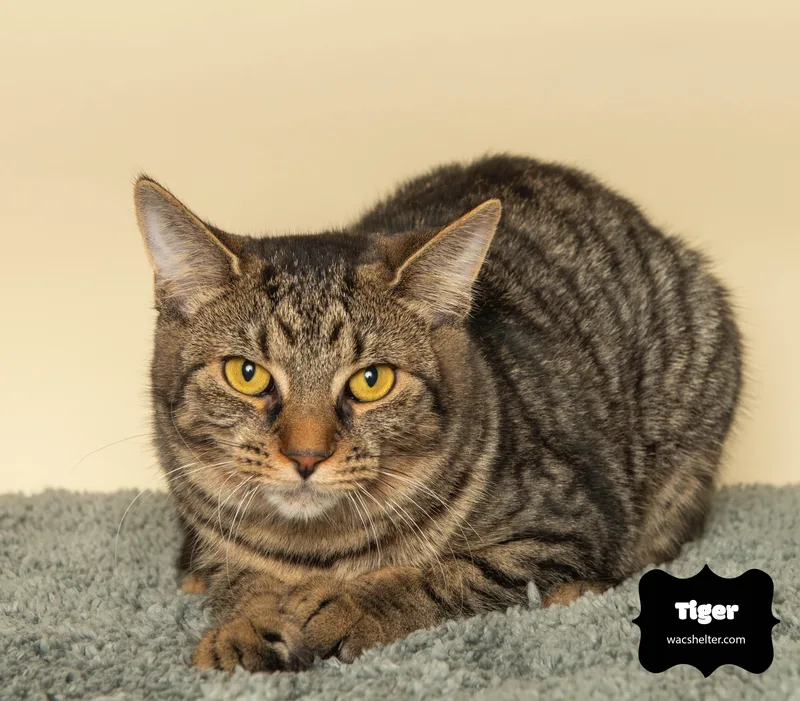 Tiger thumbnail 4