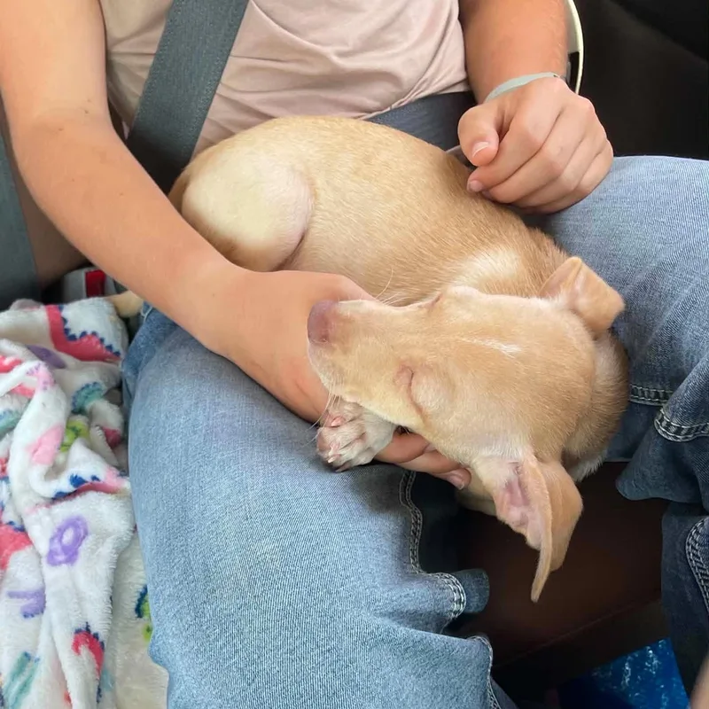 A baby small-sized male Chihuahua dog named Prince Charming for adoption in Sadler, TX