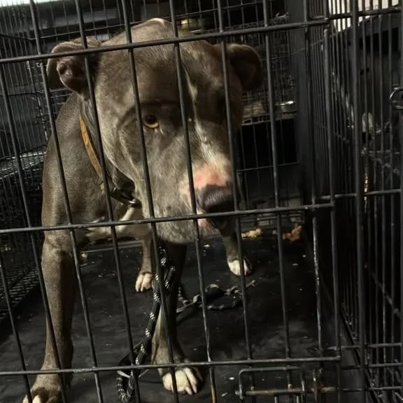 An adult medium-sized male English Bulldog dog named Lurch for adoption in Gadsden, AL