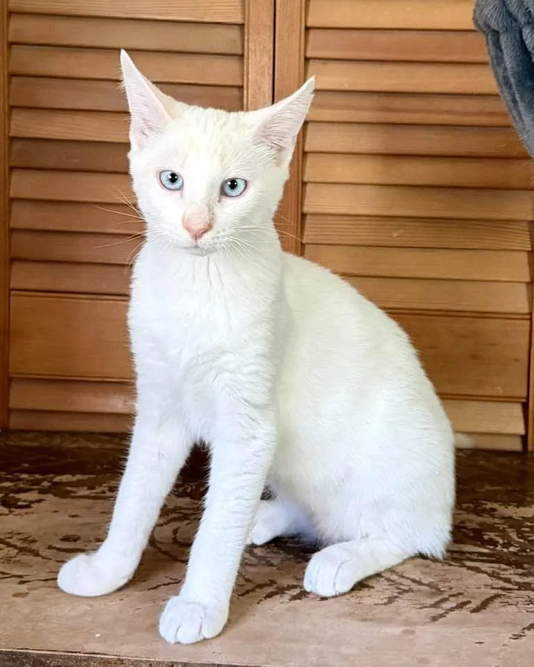 A young medium-sized female White Domestic Short Hair cat named Taffeta & Denim for adoption in Portland, ME