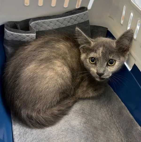 A baby small-sized female Domestic Short Hair cat named Toastina Delight for adoption in El Cajon, CA