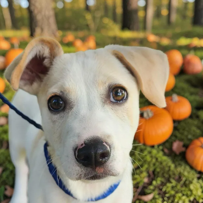 A young small-sized male Chiweenie dog named Tobey Maguire for adoption in Lorida, FL