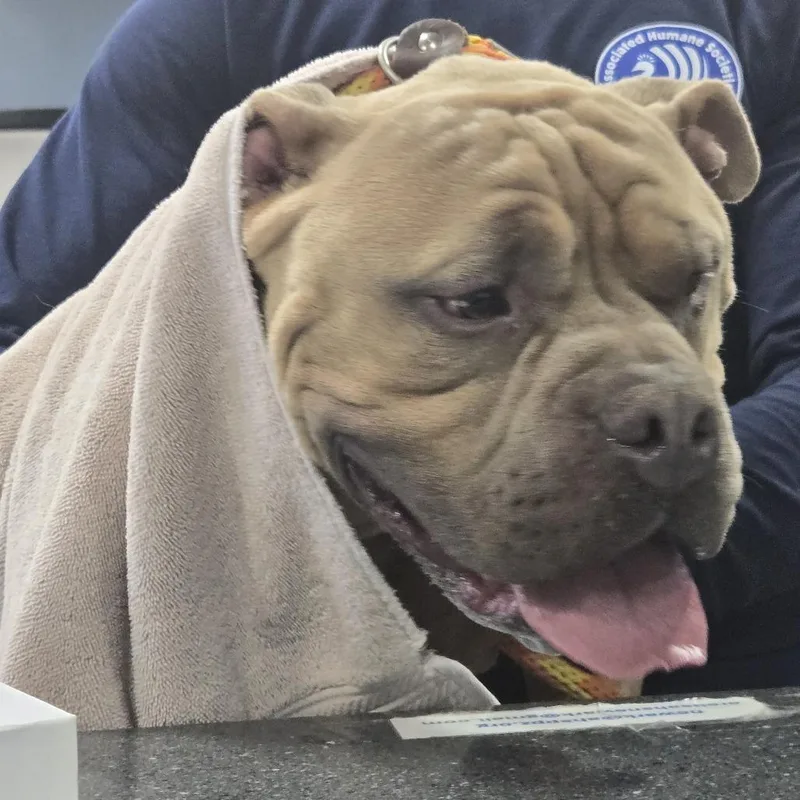 An adult medium-sized male Yellow / Tan / Blond / Fawn Pit Bull Terrier dog named Broly for adoption in Newark, NJ