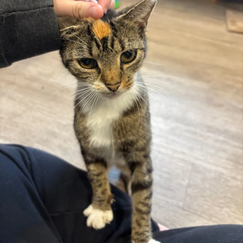 An adult medium-sized female Calico Domestic Short Hair cat named Cinnamon Stix for adoption in Newark, DE