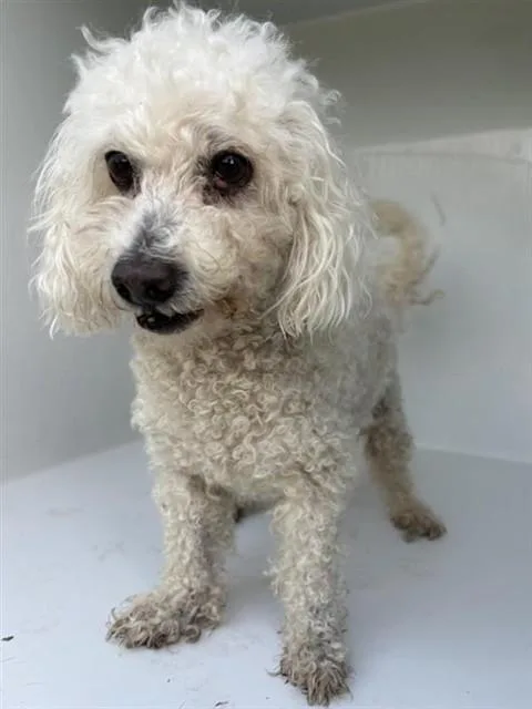 An adult small-sized male Poodle dog named King Robinson for adoption in Houston, TX