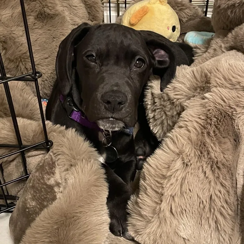 A baby small-sized female Black Pit Bull Terrier dog named Indigo for adoption in Los Angeles, CA
