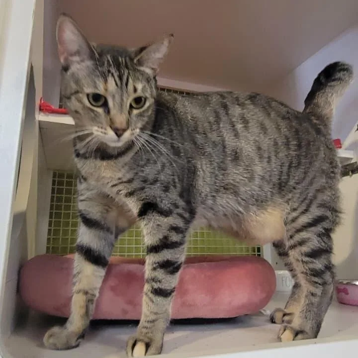 An adult medium-sized female Tabby cat named Maya  I can for adoption in Fountain Valley, CA