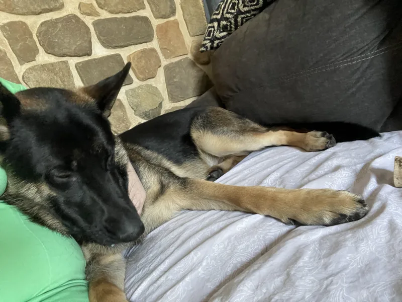 An adult large-sized male Tricolor (Brown, Black, & White) German Shepherd Dog dog named Tank for adoption in Media, PA