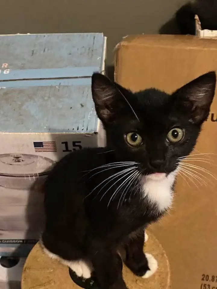 A baby large-sized male Domestic Short Hair cat named Teddy tux for adoption in Beeville, TX