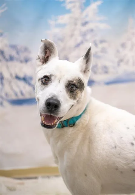 An adult large-sized male Siberian Husky dog named Max for adoption in Boston, MA