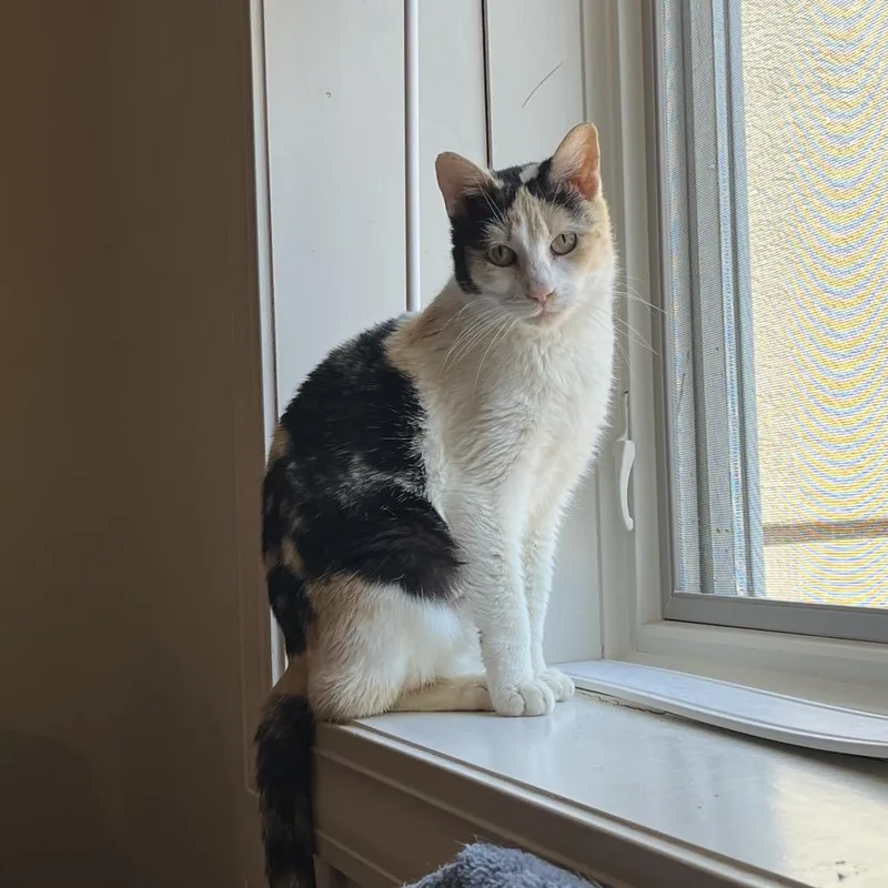 An adult medium-sized female Calico Domestic Short Hair cat named Zeezee for adoption in Overland Park, KS