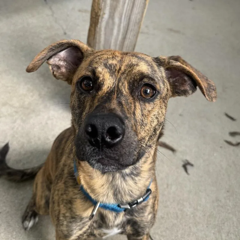 A young medium-sized male Brindle Boxer dog named Croc for adoption in Louisville, KY