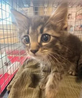 A baby small-sized male Domestic Medium Hair cat named Huey for adoption in Fort Myers, FL