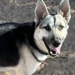 Miles The Great thumbnail 2